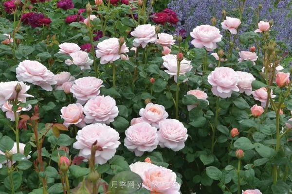 武漢花路看5600米月季花景觀帶，各類月季品種美不勝收(圖8)
