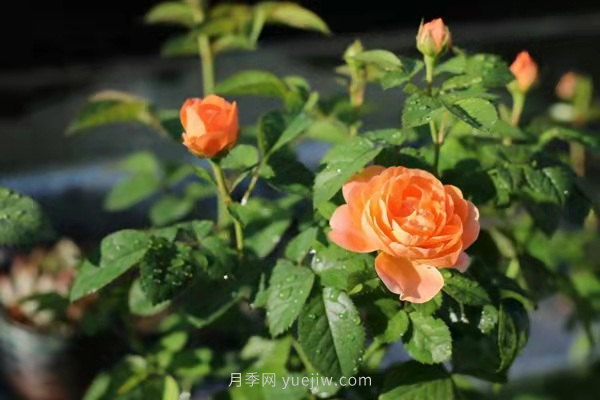 武漢花路看5600米月季花景觀帶，各類月季品種美不勝收(圖10)