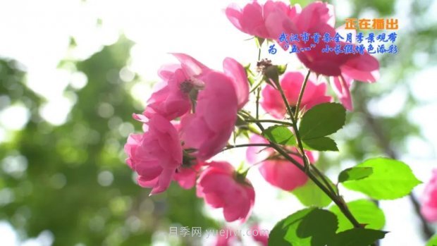 武漢花路看5600米月季花景觀帶，各類月季品種美不勝收(圖2)