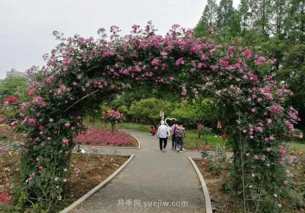 武漢花路看5600米月季花景觀帶，各類月季品種美不勝收(圖3)
