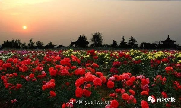 南陽(yáng)自然條件卓越，產(chǎn)業(yè)發(fā)展迅速，獨(dú)享“世界月季名城”稱號(hào)(圖1)