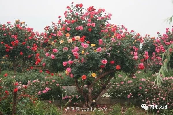 南陽(yáng)自然條件卓越，產(chǎn)業(yè)發(fā)展迅速，獨(dú)享“世界月季名城”稱號(hào)(圖2)