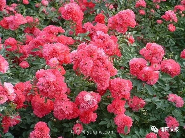 南陽(yáng)自然條件卓越，產(chǎn)業(yè)發(fā)展迅速，獨(dú)享“世界月季名城”稱號(hào)(圖3)