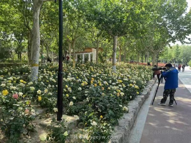 石家莊東環(huán)公園的月季正值盛花期，快來打卡(圖2)
