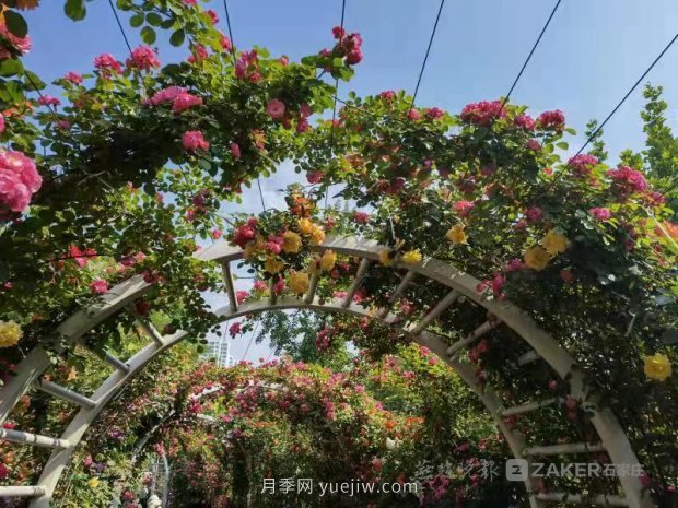石家莊東環(huán)公園的月季正值盛花期，快來打卡(圖3)