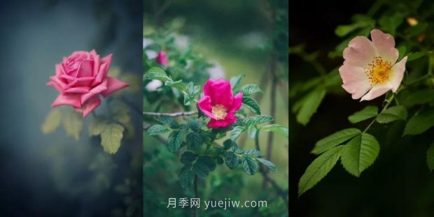 關(guān)于玫瑰花的這些冷知識你知道幾條？(圖1)