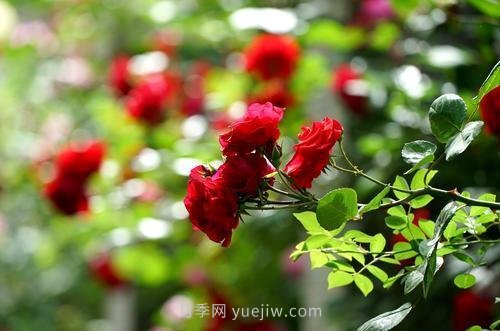 南陽月季火出圈！鄭州市花月季舉手有話說(圖5)