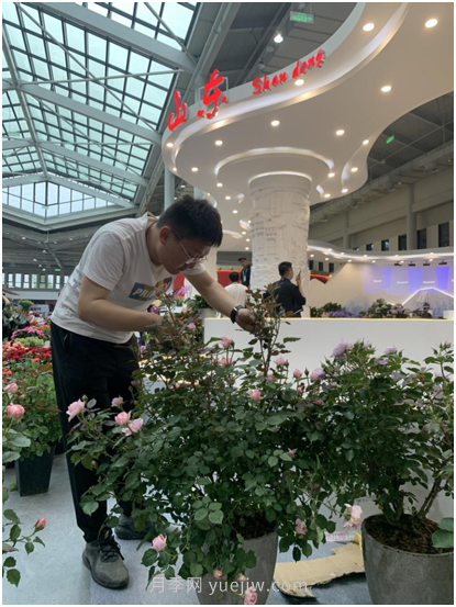 萊州月季花開上海花博會 百花斗妍崇明島(圖2)