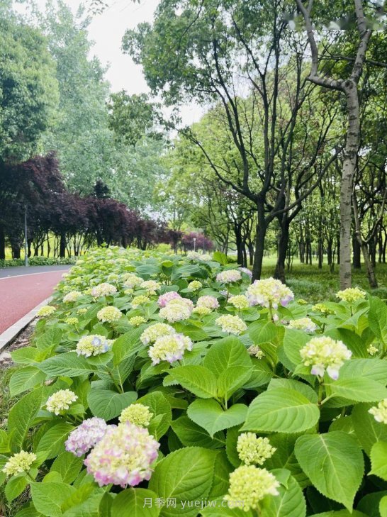 月季成墻、繡球綻放……上海長寧外環(huán)林帶生態(tài)綠道花開正艷(圖3)