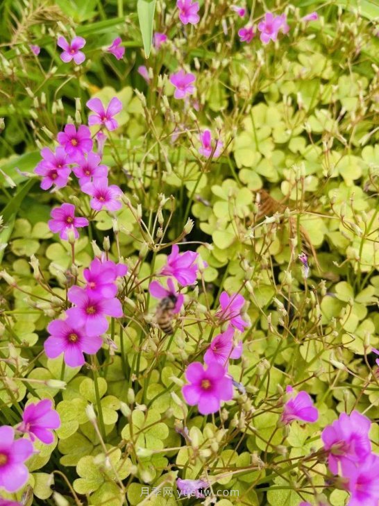 月季成墻、繡球綻放……上海長寧外環(huán)林帶生態(tài)綠道花開正艷(圖6)
