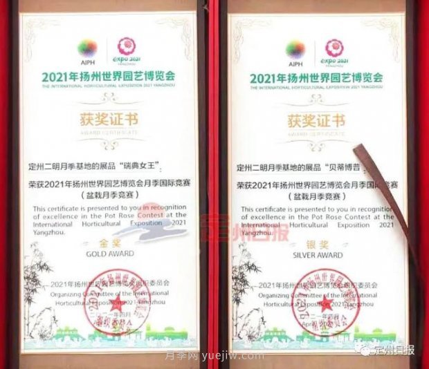 河北定州月季在揚(yáng)州世園會(huì)斬獲大獎(jiǎng)，一金一銀兩銅！(圖1)