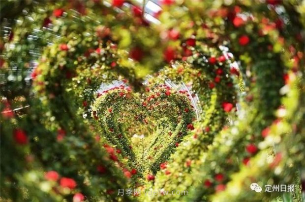 定州月季，2021年揚(yáng)州世界園藝博覽會(huì)斬獲大獎(jiǎng)！(圖3)