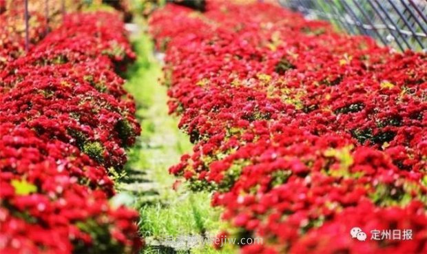 定州月季，2021年揚(yáng)州世界園藝博覽會(huì)斬獲大獎(jiǎng)！(圖4)