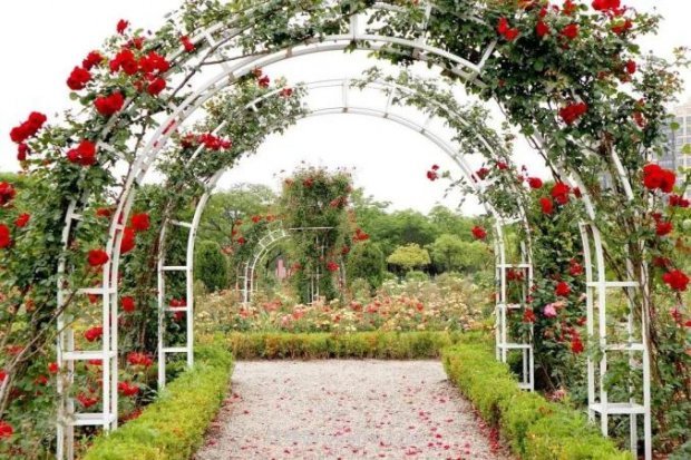 上海閔行區(qū)花好月園公園，萬株月季怒放快來品(圖5)