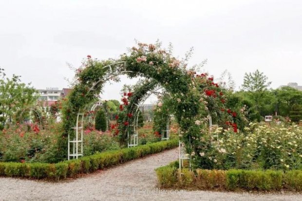 上海閔行區(qū)花好月園公園，萬株月季怒放快來品(圖6)