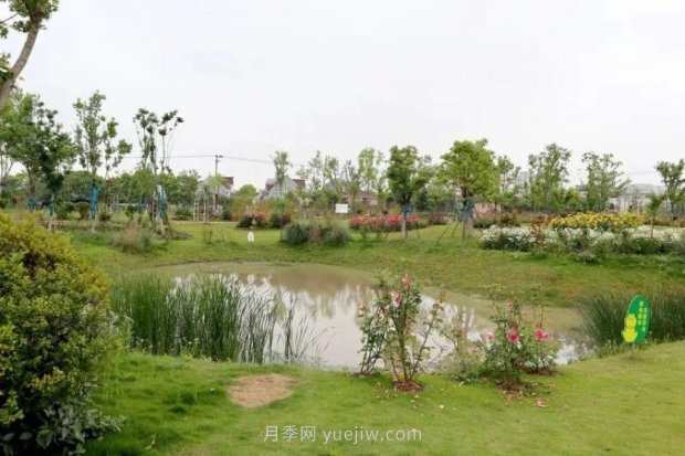 上海閔行區(qū)花好月園公園，萬株月季怒放快來品(圖2)