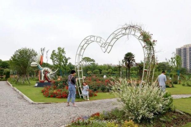 上海閔行區(qū)花好月園公園，萬株月季怒放快來品(圖7)