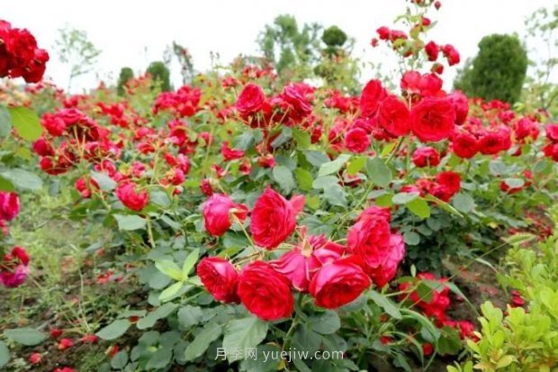 上海閔行區(qū)花好月園公園，萬株月季怒放快來品(圖4)