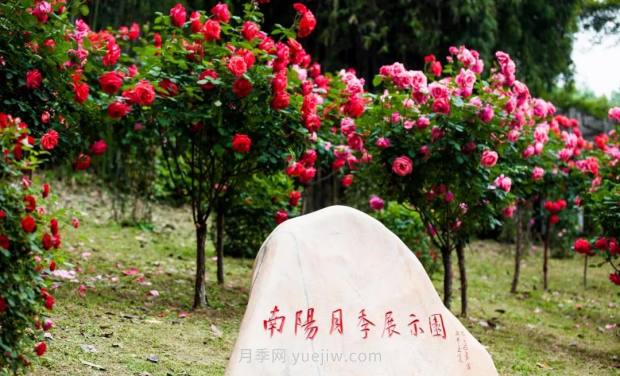同賞一束花，共沐月季香，看南陽月季如何變?yōu)槲錆h“街花”(圖4)