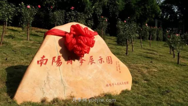 同賞一束花，共沐月季香，看南陽月季如何變?yōu)槲錆h“街花”(圖3)