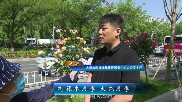 太原三百萬株月季玫瑰盛開，許你一座浪漫之都(圖6)