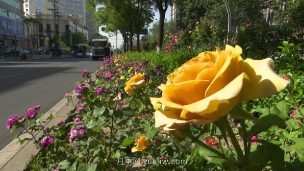 太原三百萬株月季玫瑰盛開，許你一座浪漫之都(圖4)