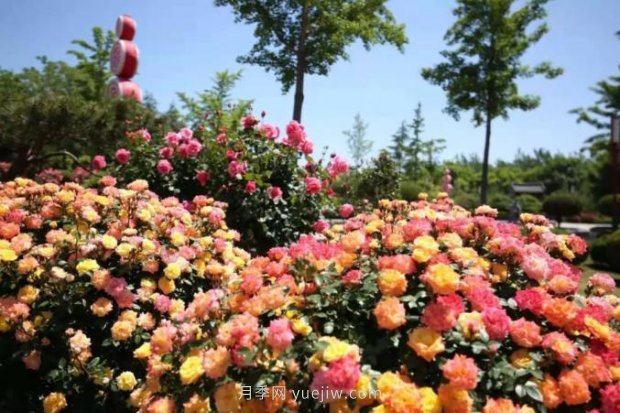 山東煙臺月季花節(jié)如期而至，美得劃不動屏(圖9)