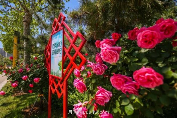 山東煙臺月季花節(jié)如期而至，美得劃不動屏(圖3)