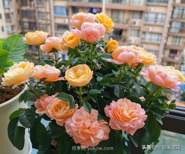 貴州大媽喜歡養(yǎng)月季，院子里養(yǎng)了4種月季，都是精品(圖4)