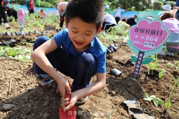 漯河城管園林科研所，邀請(qǐng)400余位市民花田體驗(yàn)栽花(圖2)
