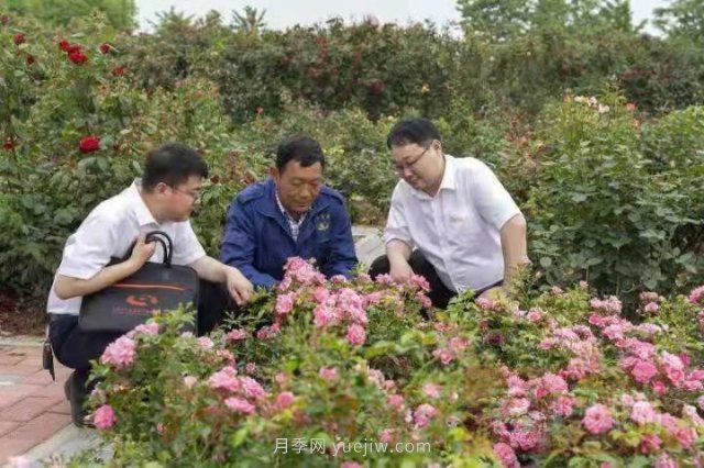南陽月季，“一花一草”總關(guān)情金融活水潤民生(圖2)