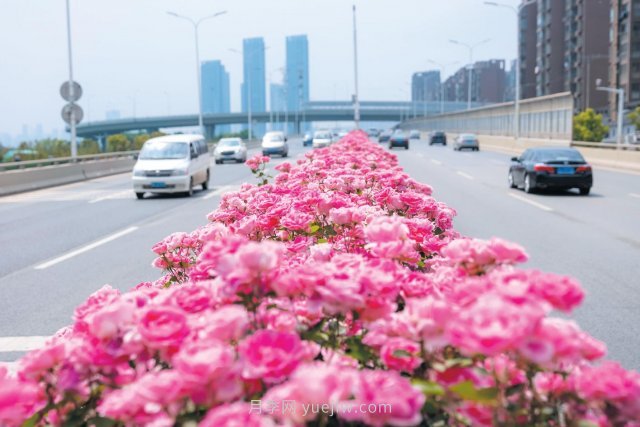 南陽月季變身武漢網(wǎng)紅，花中皇后香飄大江南北(圖1)