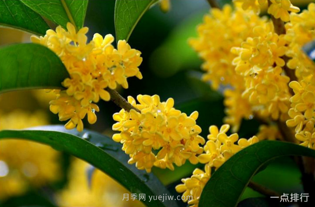 桂花哪個(gè)品種***名貴？名貴桂花品種排名(圖6)