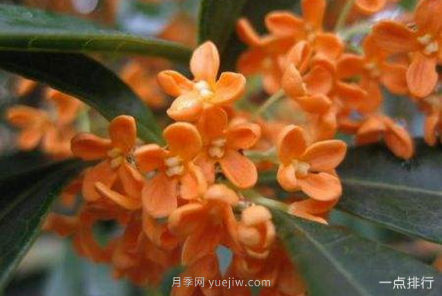 桂花哪個(gè)品種***名貴？名貴桂花品種排名(圖1)
