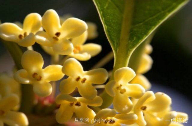 桂花哪個(gè)品種***名貴？名貴桂花品種排名(圖4)