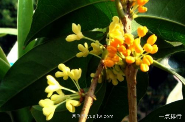 桂花哪個(gè)品種***名貴？名貴桂花品種排名(圖5)