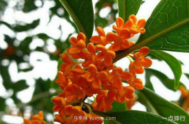 桂花哪個(gè)品種***名貴？名貴桂花品種排名(圖3)