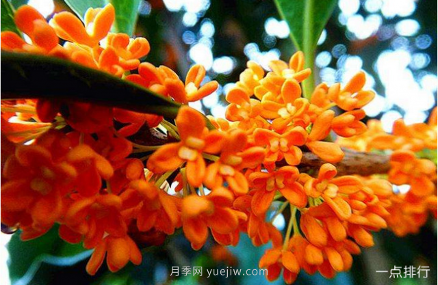 桂花哪個(gè)品種***名貴？名貴桂花品種排名(圖2)