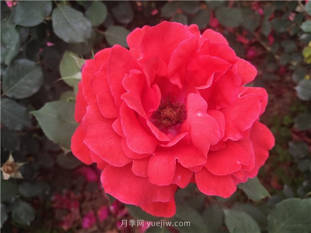 20種經(jīng)典月季品種，妝點南陽火熱的夏季(圖1)