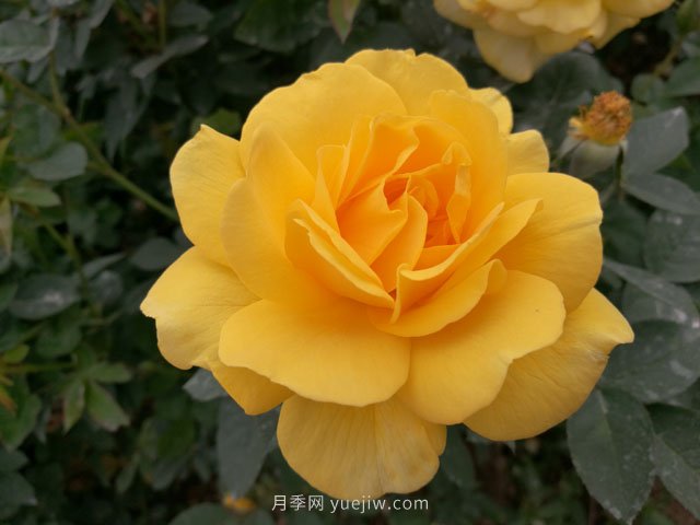 20種經(jīng)典月季品種，妝點南陽火熱的夏季(圖5)