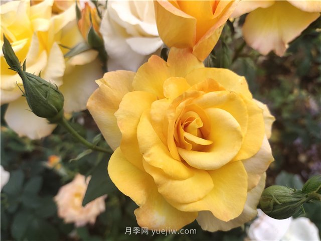 20種經(jīng)典月季品種，妝點南陽火熱的夏季(圖6)