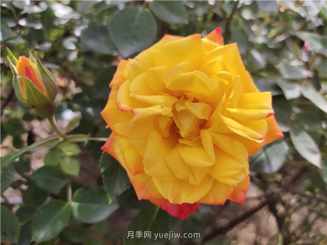 20種經(jīng)典月季品種，妝點南陽火熱的夏季(圖7)