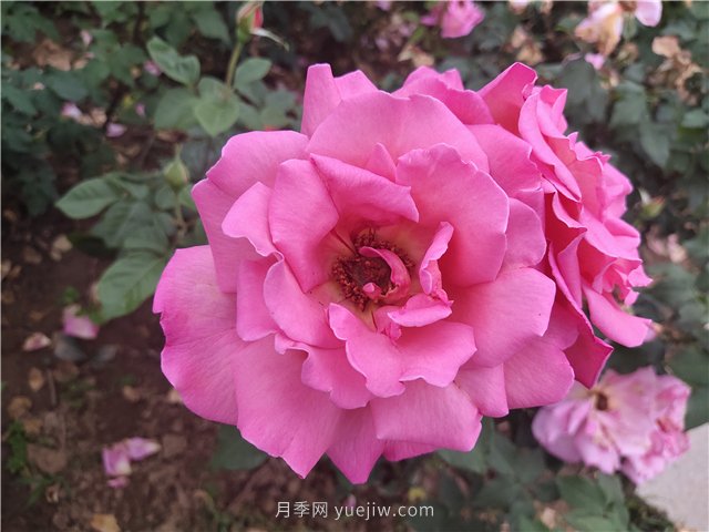 20種經(jīng)典月季品種，妝點南陽火熱的夏季(圖8)