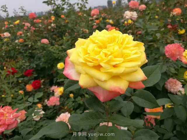 20種經(jīng)典月季品種，妝點南陽火熱的夏季(圖9)