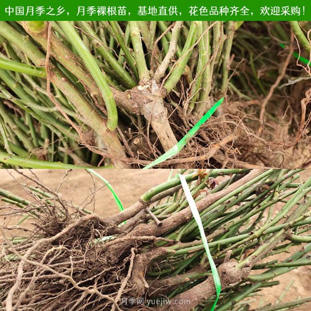 月季網(wǎng)：月季裸根苗的選購(gòu)、栽植、肥水、養(yǎng)護(hù)技術(shù)大全(圖3)