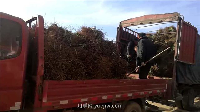 月季網(wǎng)：月季裸根苗的選購(gòu)、栽植、肥水、養(yǎng)護(hù)技術(shù)大全(圖5)
