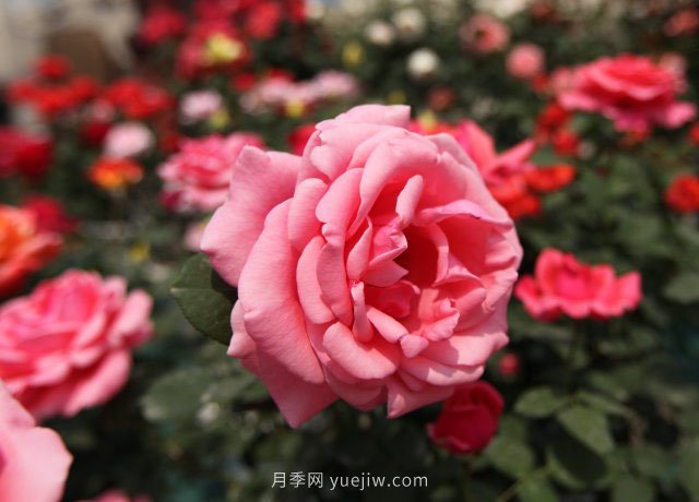 粉扇月季大花國(guó)月推薦(圖1)