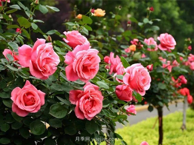 粉扇月季大花國(guó)月推薦(圖2)