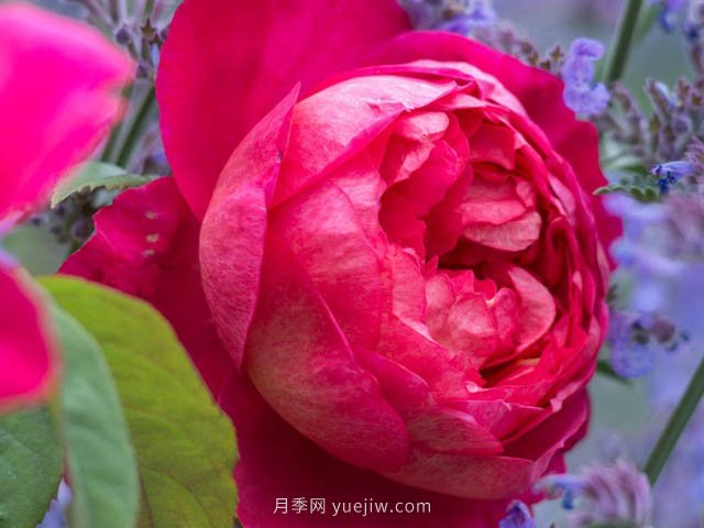本杰明月季優(yōu)缺點和養(yǎng)護(hù)方法(圖1)