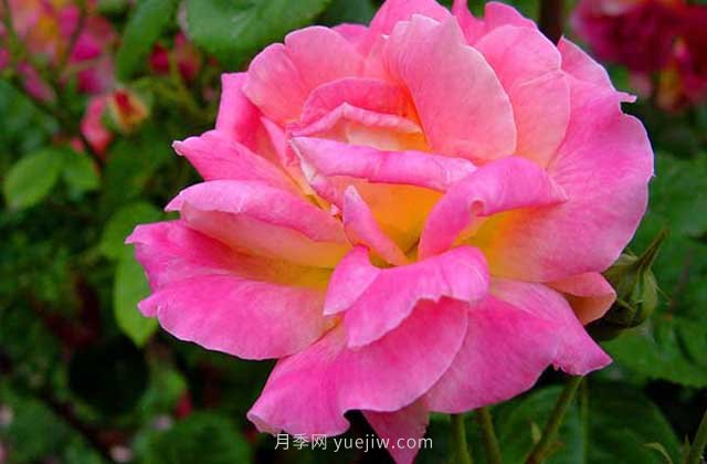 月季新芽發(fā)黑怎么辦？5種常見原因要區(qū)分對待(圖1)